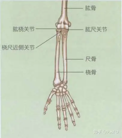 前臂旋后位示意图图片