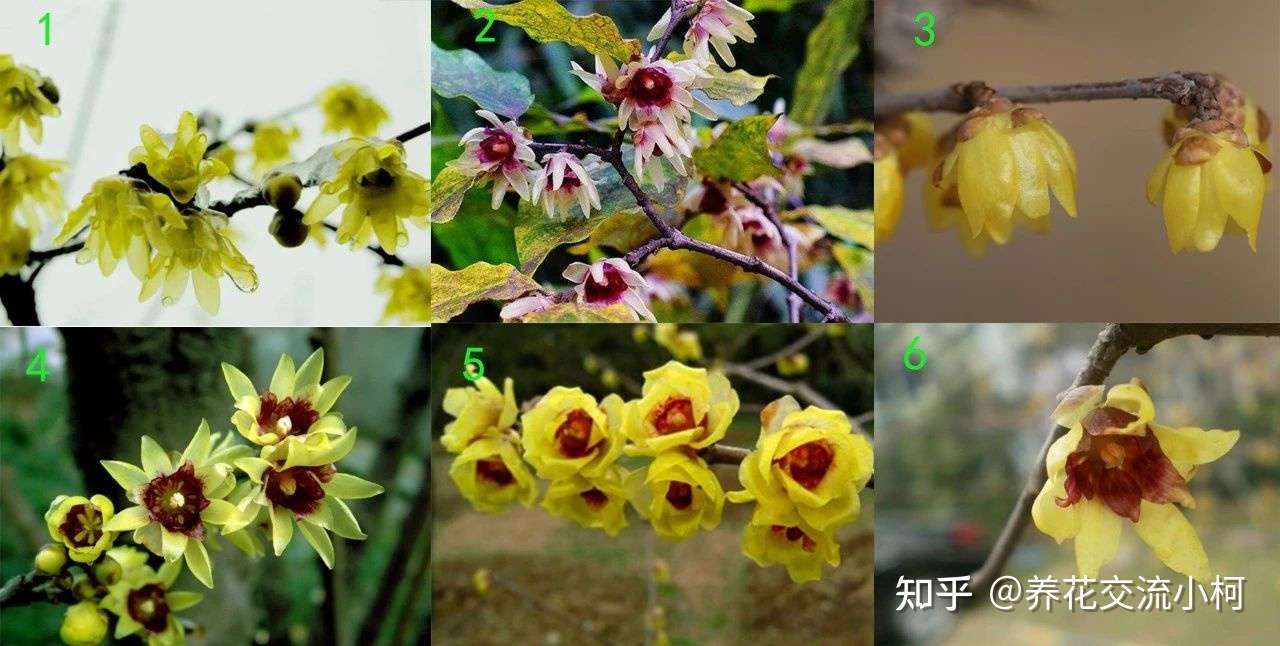 腊梅不是 梅花 刚买的盆栽或盆景要处理 避免掉花苞 知乎