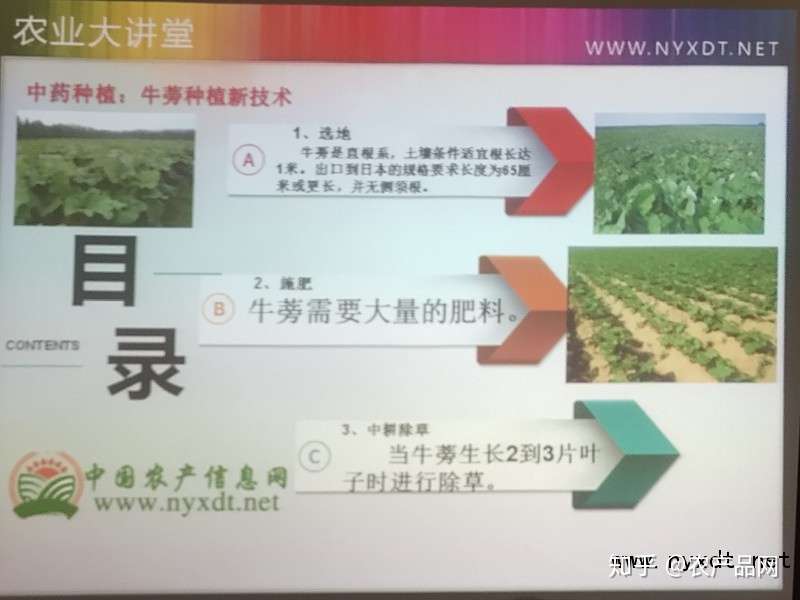 中药种植 牛蒡种植新技术 知乎