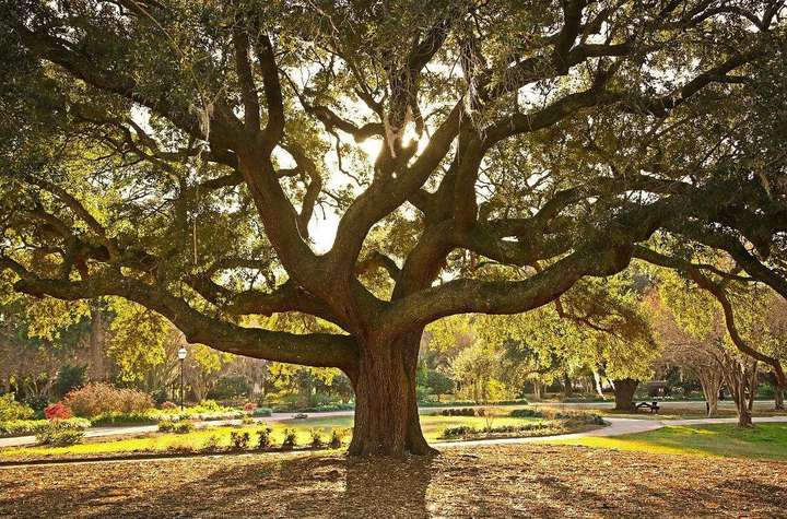 中国能种橡树吗?