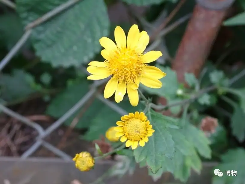代表高洁的菊花 怎么变成了祭奠之花 知乎