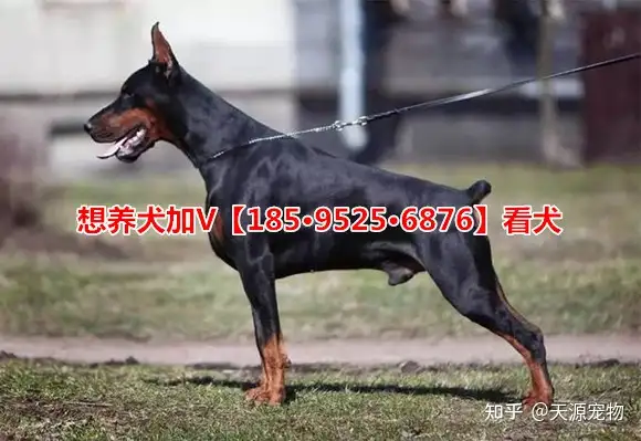 哪里有卖杜宾犬的