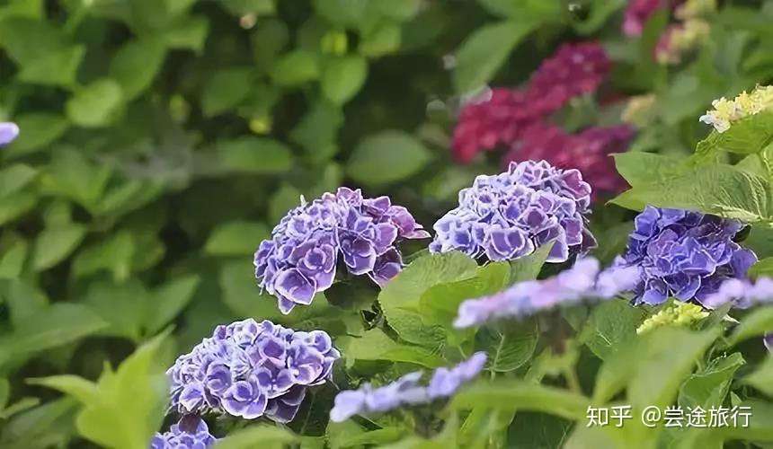 梅雨季的浪漫 东京近郊绣球花最佳赏花景点攻略 知乎