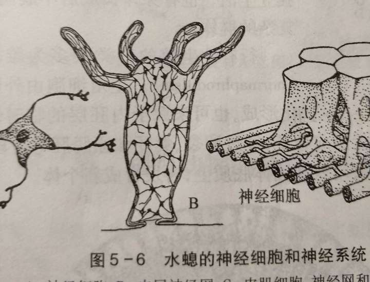 這樣是讓你更容易理解它,比如下面這個圖 這是告訴你水螅基本模型是啥