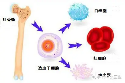 红骨髓结构图片