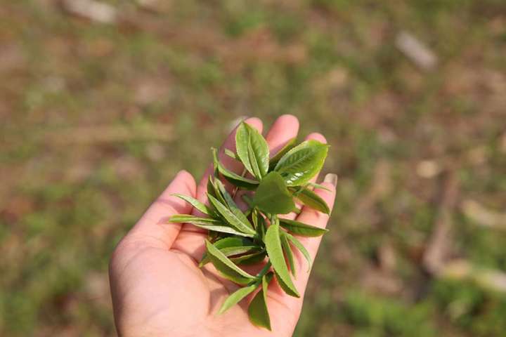 茶菁采下后须要注意的几个小技巧