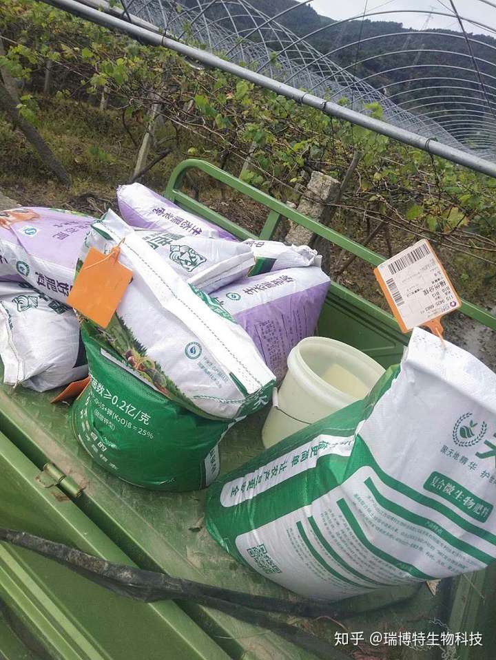 葡萄树秋施基肥很重要