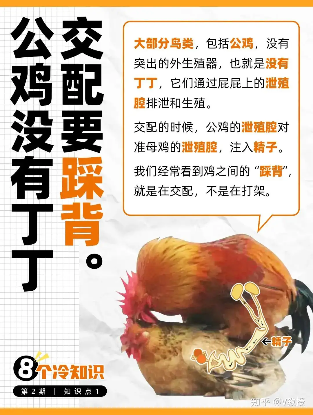 正经冷知识| 鸡鸡无鸡鸡- 知乎