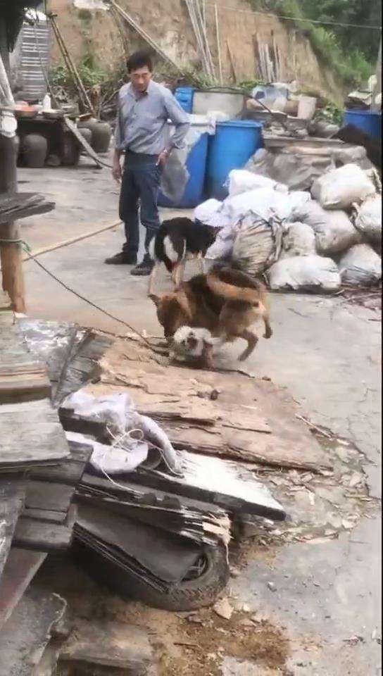 你这一辈子有没有为一个人拼过命 斗牛犬 我有 知乎