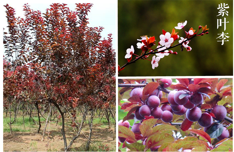 赏花时 三分春色 十里桃花 知乎