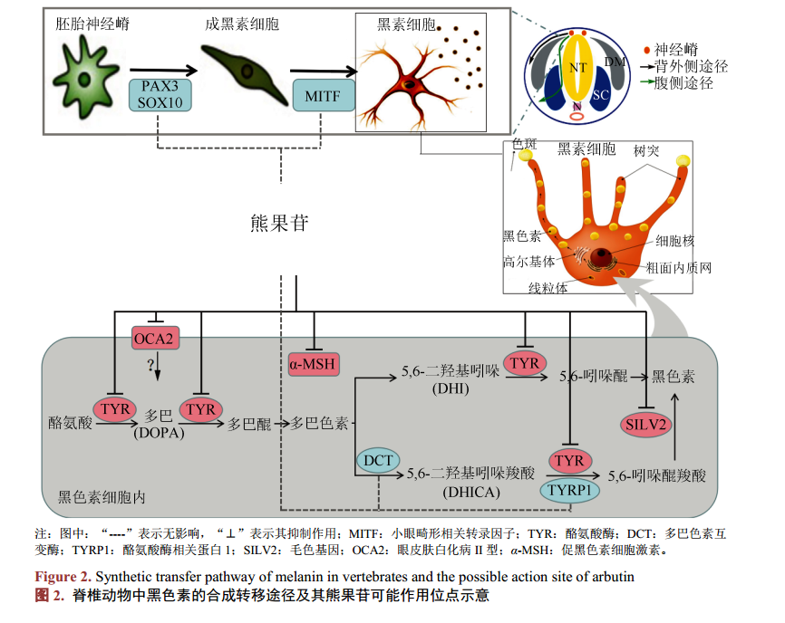 成分党升级知识 潇哥怎么选美白原料做美白护肤品的 文末有福利 知乎