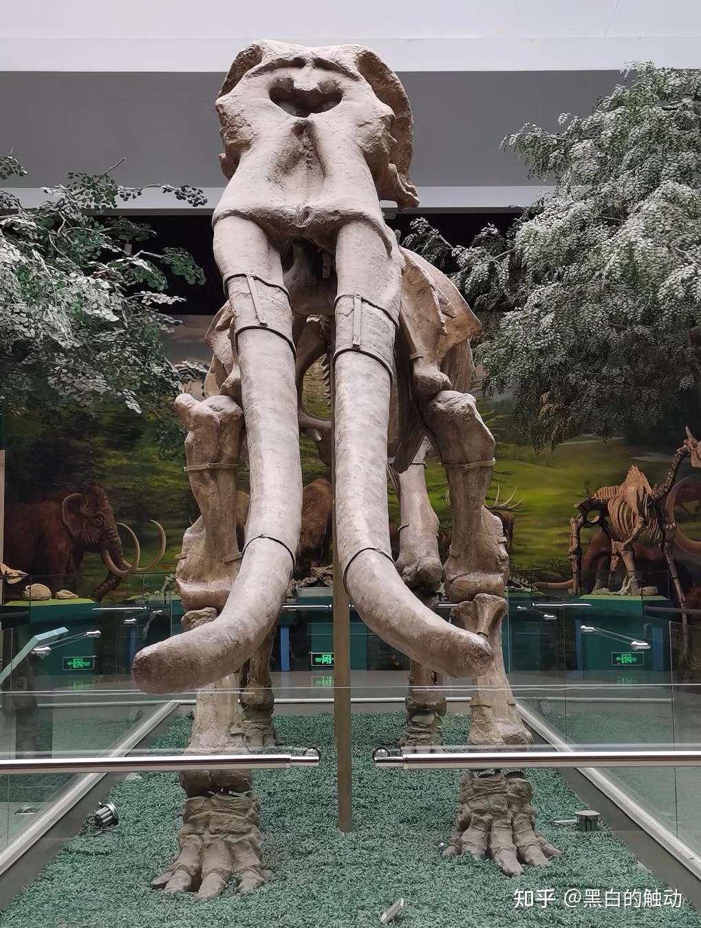 黑白的触动 的想法: 甘肃发现的黄河古象,比猛犸象更加原始#… - 知乎