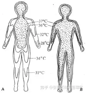 体温及其调节体温管理学