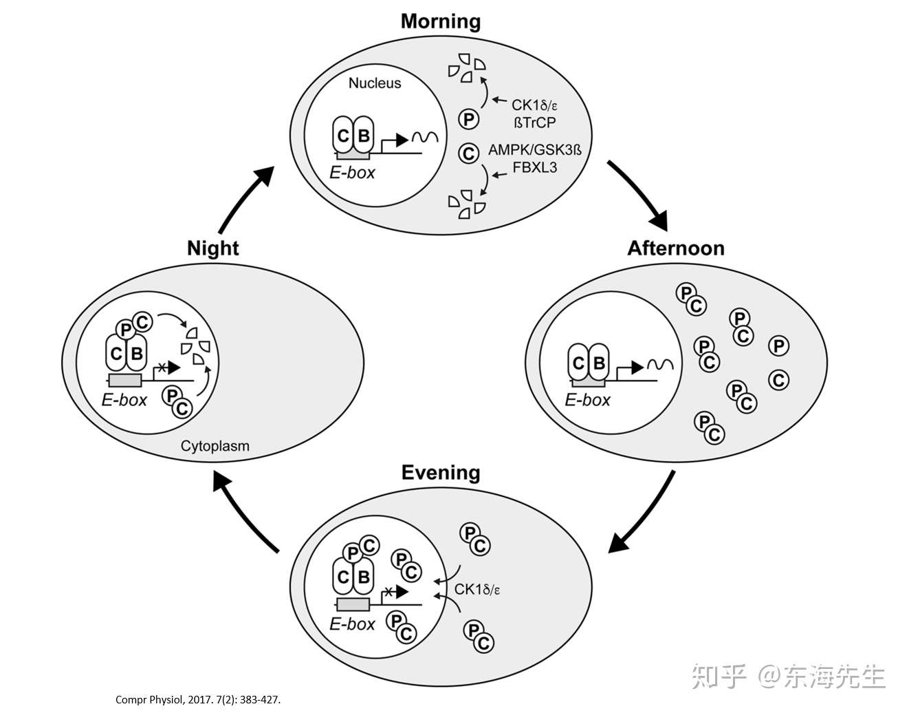 脂肪 細胞 褐色