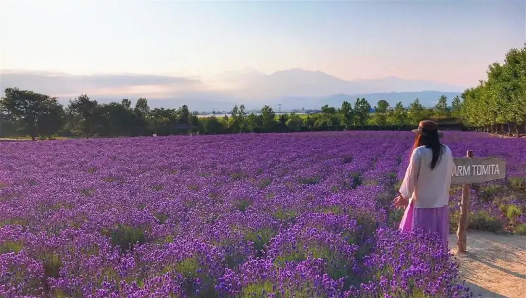 花见の盛夏 北海道夏日人气旅行地 梦幻花海 观鲸 云瀑 太治愈了 知乎