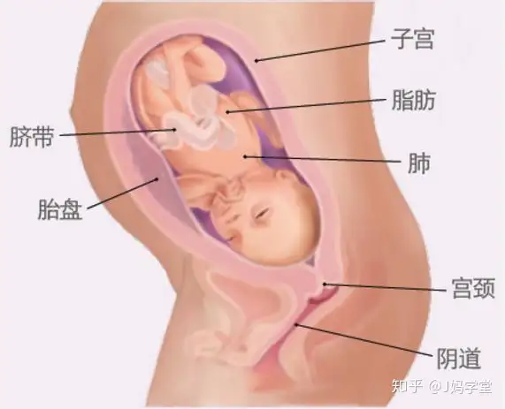 怀孕最后一个月胎儿长多少斤 孕36 40周胎儿发育标准 知乎