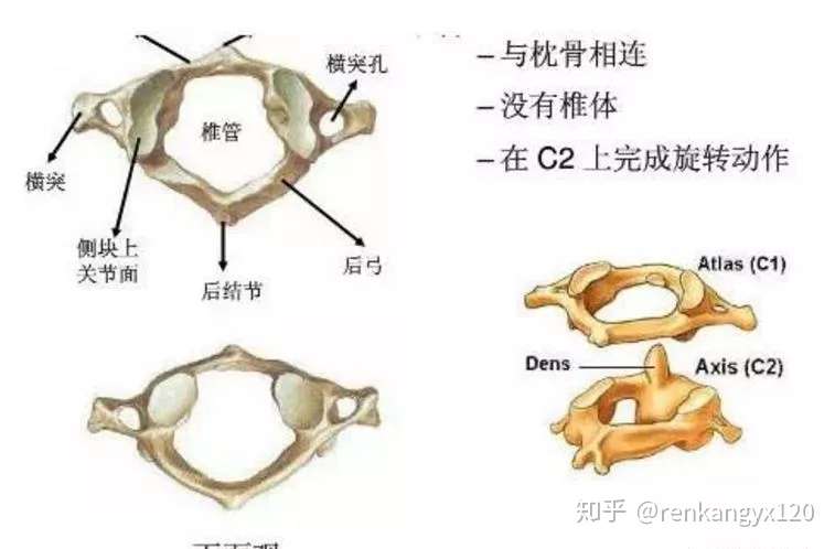 颈椎解剖全解及颈椎病全面解析 知乎