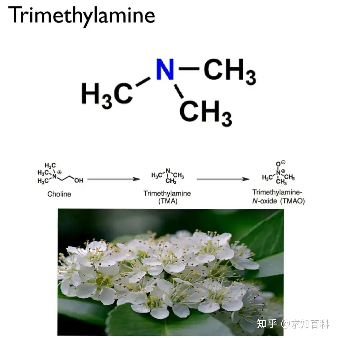 棗石楠花】新井宗賀共箱