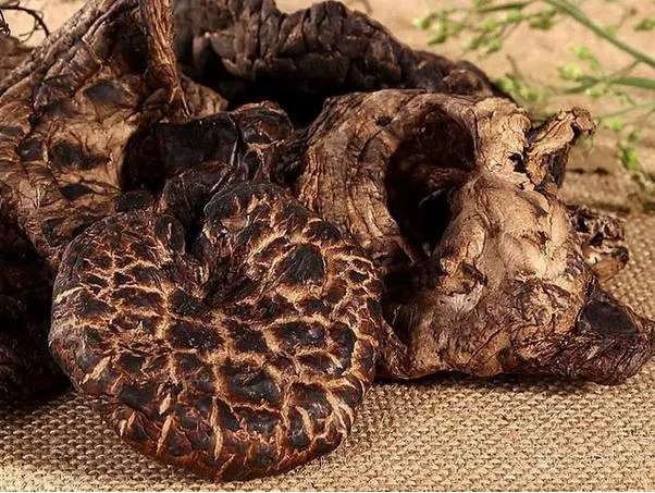 觅寻 的想法: 虎掌菌,学名翘鳞肉齿菌,别称老鹰菌,獐… - 知乎