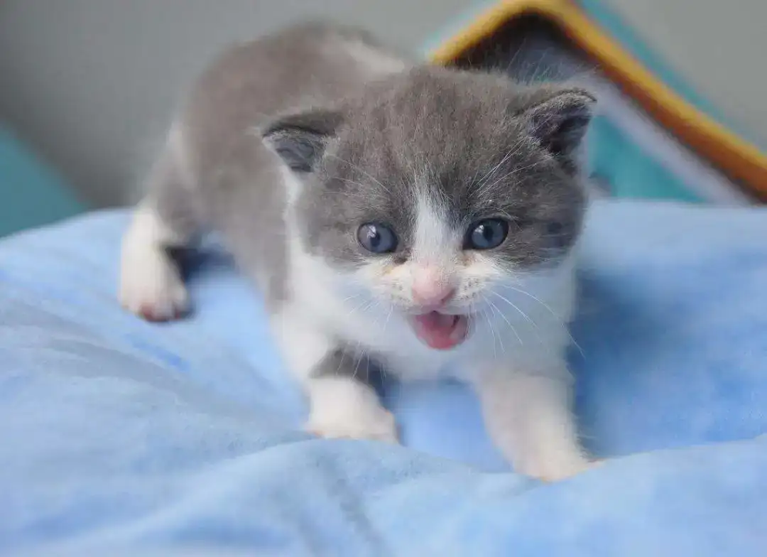 揭秘世界上第一只体细胞克隆动物 知乎