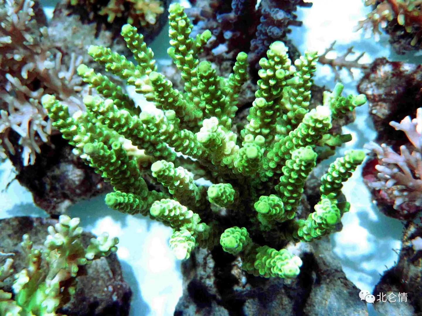 绚烂多姿美珊瑚，海洋中的宝贝- 知乎