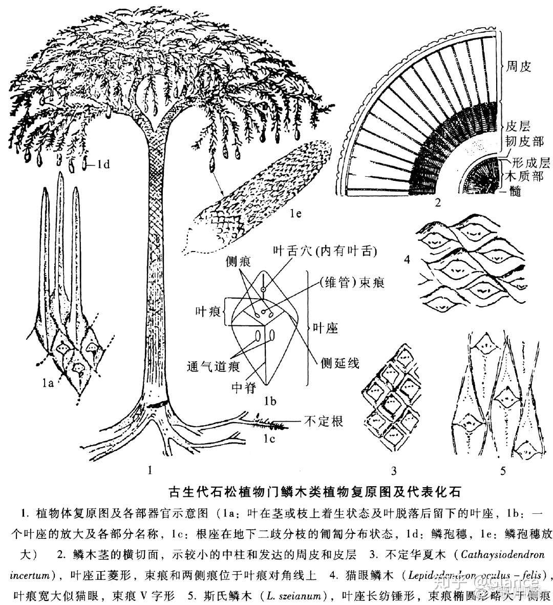 鳞木 古生物中的十八线明星 知乎