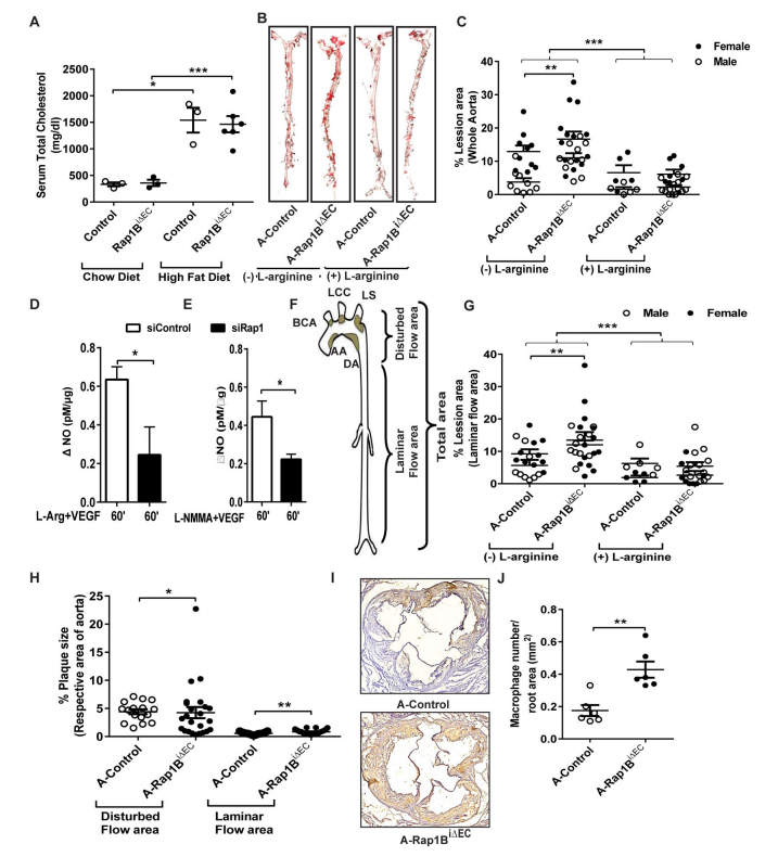 內皮細胞中的 Rap1 可限制炎癥信號傳導,從而抑制動脈粥樣硬化的進展 內皮細胞中的 Rap1 可限制炎癥信號傳導,從而抑制動脈粥樣硬化的進展