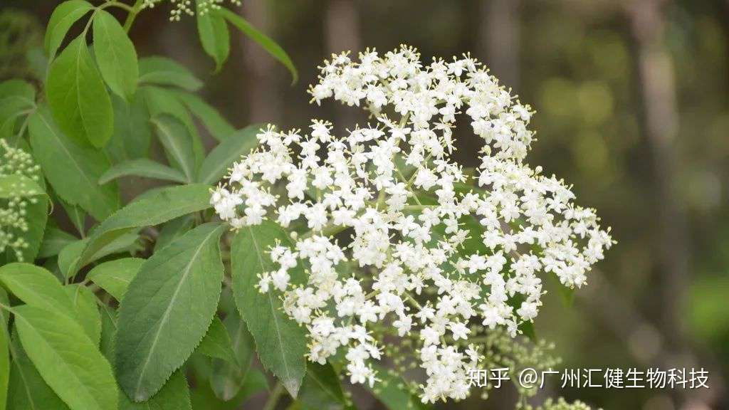 接骨木莓抗病毒抗感冒 知乎