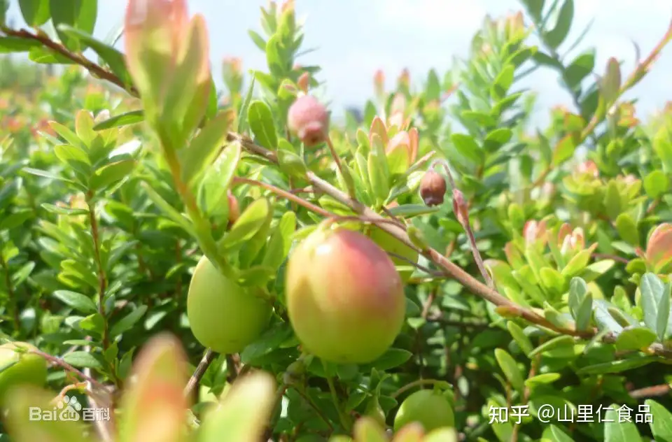 我们不知道的蔓越莓小知识 知乎 我们不知道的蔓越莓小知识 知乎