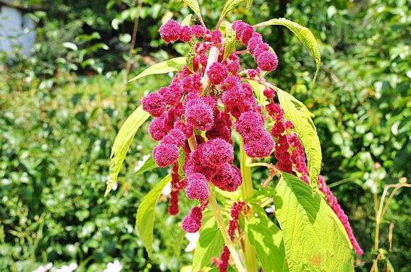 植物篇2 花朵与希腊女神 知乎
