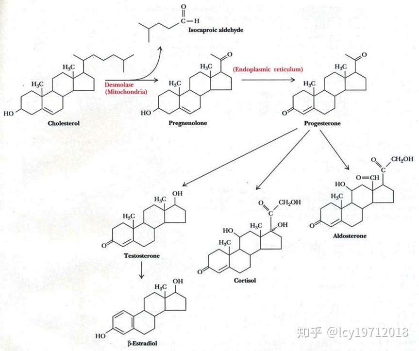 类固醇包括胆固醇 性激素 维生素d等人体必需物质 知乎