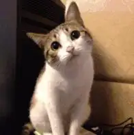 仆人快跪下 喵 知乎