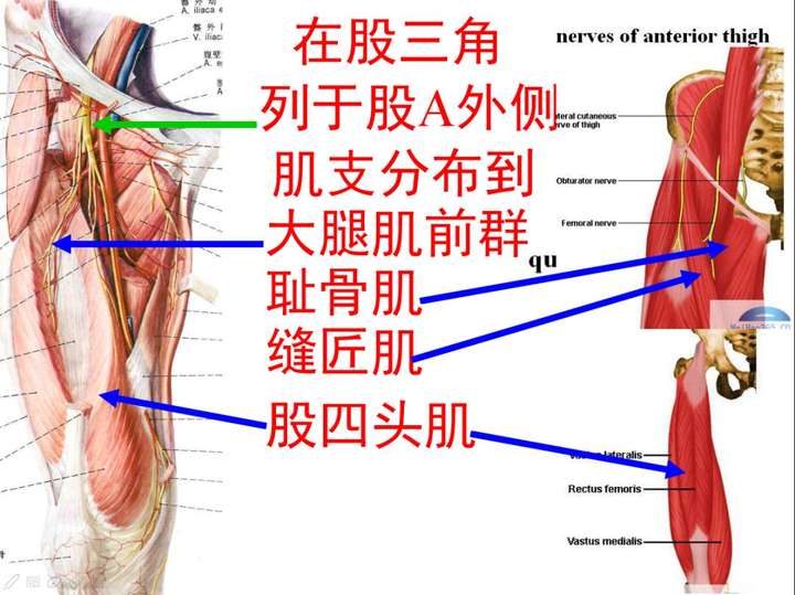 腰骶关节的上下缘,腰骶关节劳损插图13 腰骶关节的上下缘,腰骶关节劳损插图13