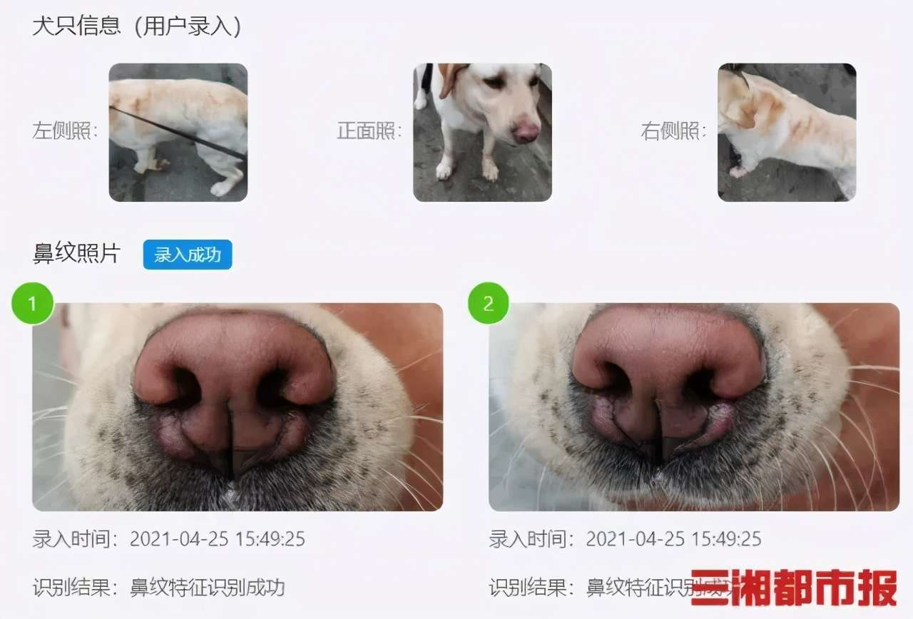 狗狗刷脸就能办 养犬证 宠物鼻纹识别助力长沙犬类管理 知乎