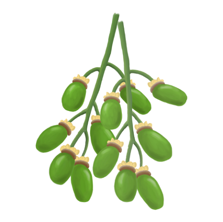 青刺果油有什么用