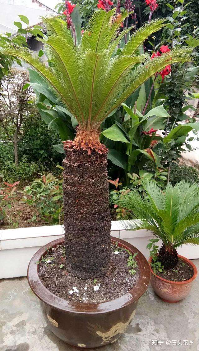 4种盆栽 寿命 超长 1盆能养几十年 摆在门口当作 传家宝 知乎