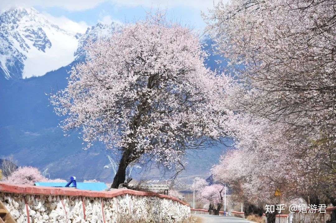 每年从3月霸屏到4月 她凭什么好看得这么突出 知乎