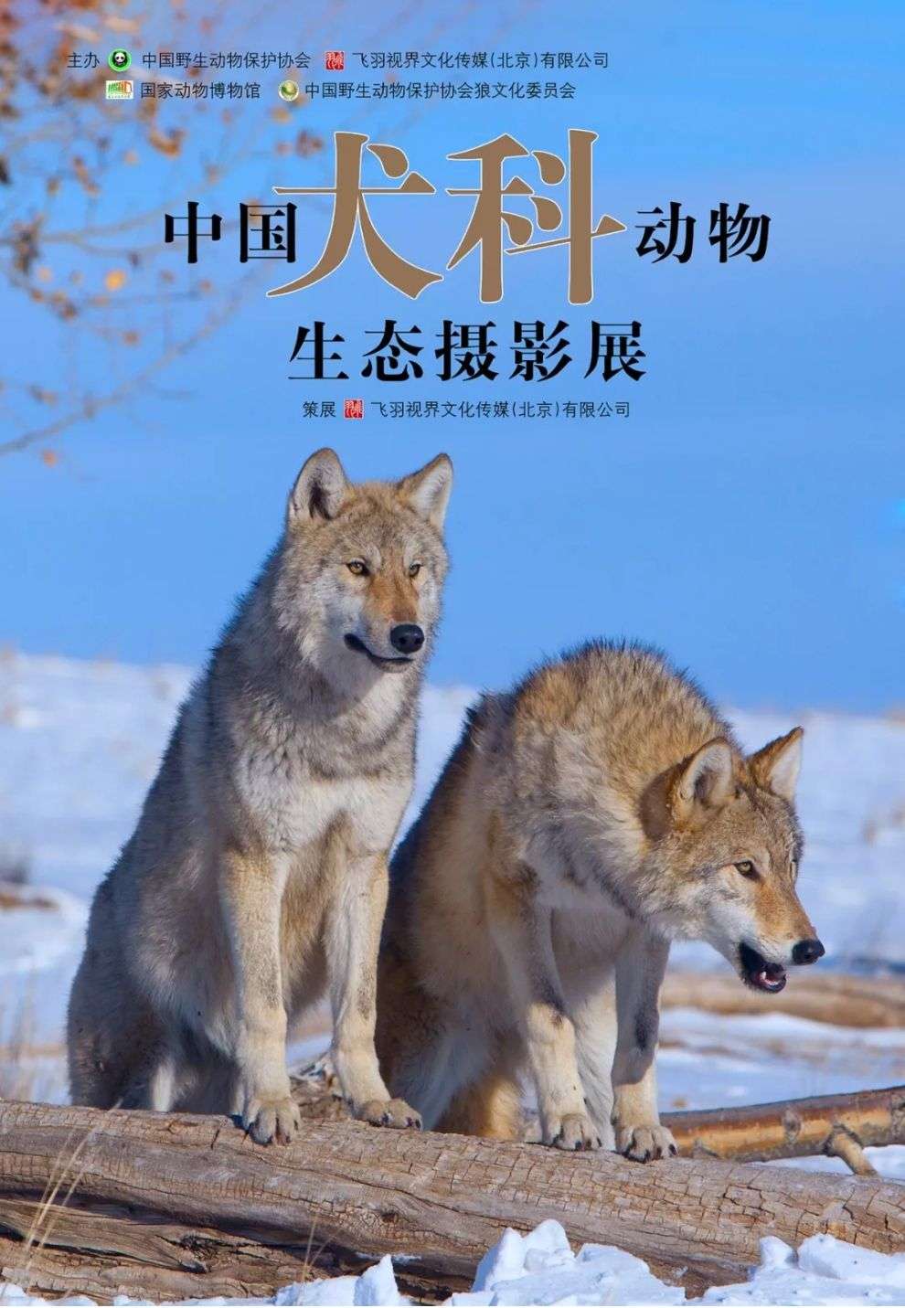 中国犬科动物生态摄影展 知乎