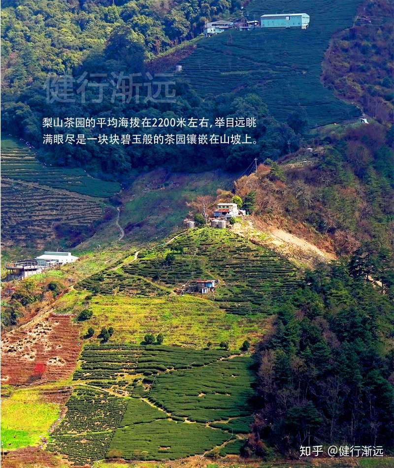 梨山宾馆梨山茶 知乎