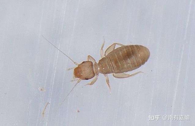厨房里发现好多小虫子,各路大神快帮忙看看?