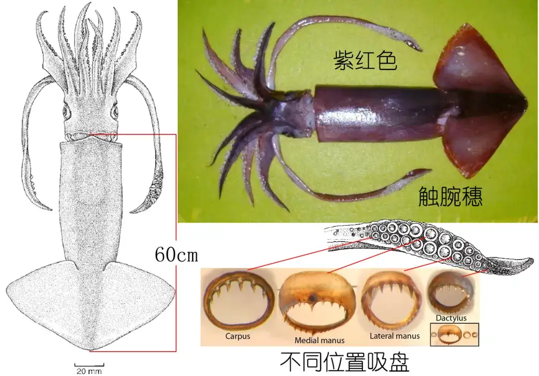 解析海鲜 认识鱿鱼 完结篇 作者 Zam 知乎