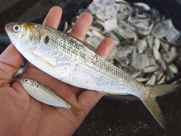 小肌 一贯寿司上趴着14条鱼是什么样的感受 知乎