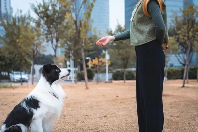 牧羊犬训练方法和技巧（边境牧羊犬怎么训练放羊）