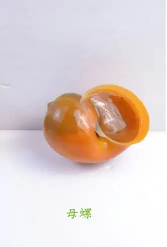 黄金螺如何区分公母