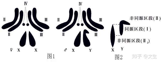 睾丸女性化综合症有能生育的吗?