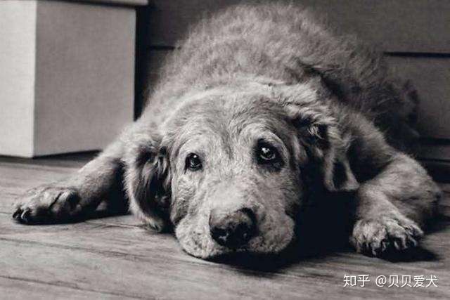 狗狗 临死前 都会做这5件事 它是在跟你告别 你做好准备了吗 知乎