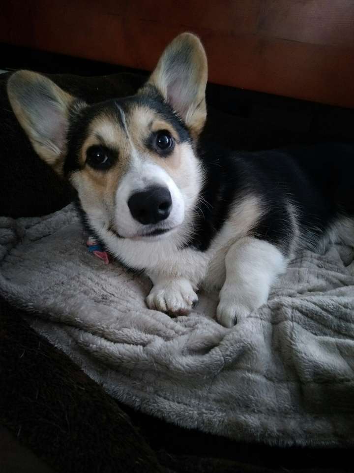 大家更喜欢三色还是双色柯基?