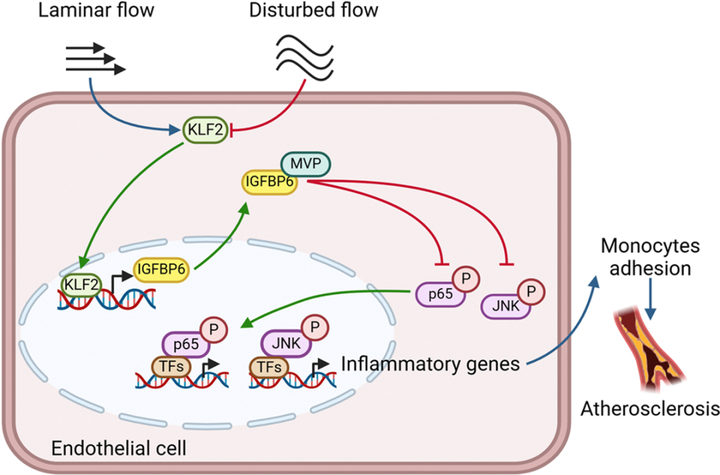 内皮胰岛素样生长因子结合蛋白6（IGFBP6）抑制血管炎症和动脉粥样硬化