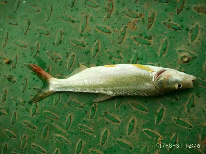 生活于上层的鱼会捕食中层或下层的鱼吗?