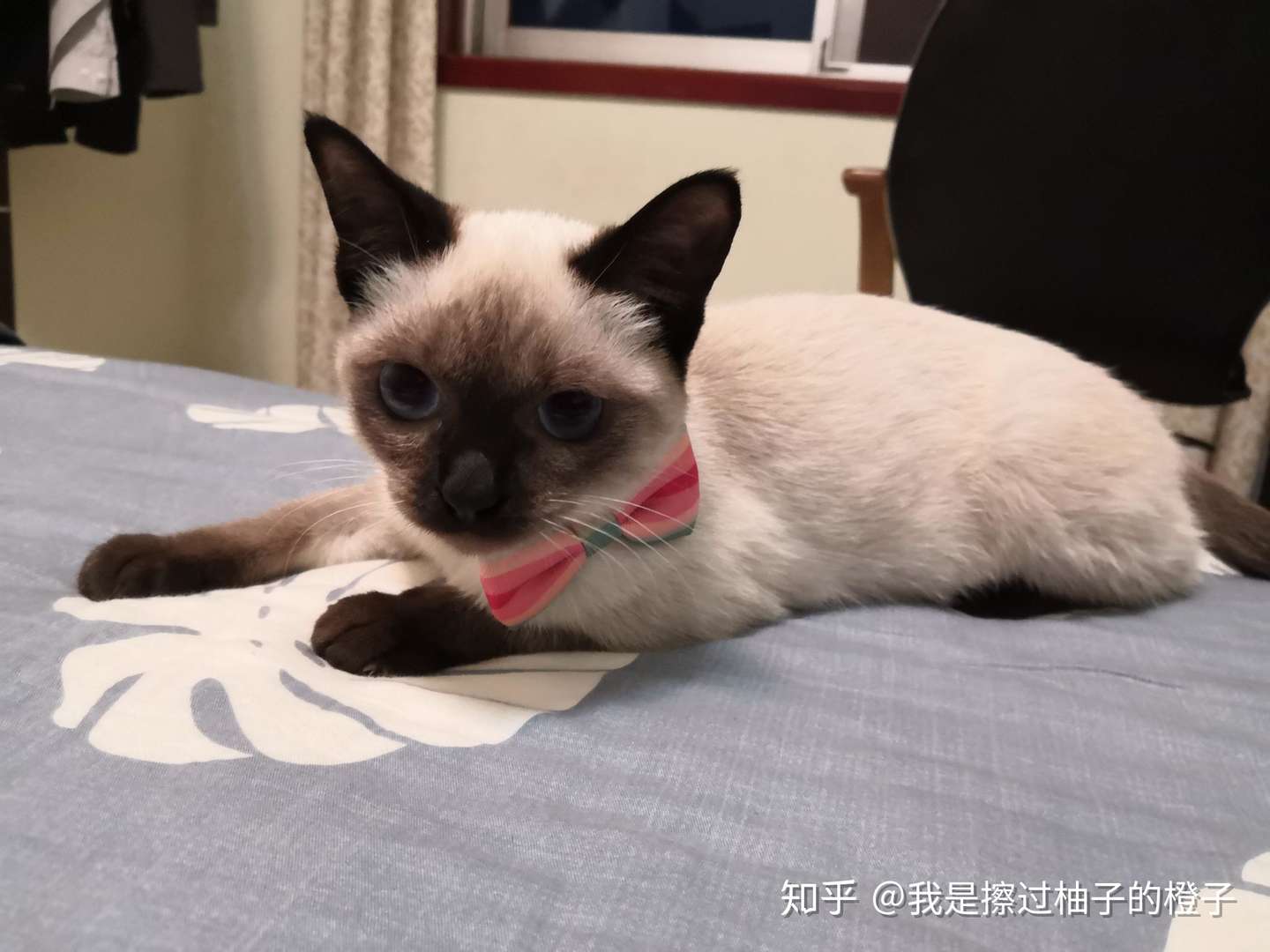 猫鼻支治疗详细教程 含用药 一个初级铲屎官和猫鼻支战斗的一个月 知乎